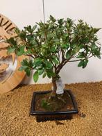 Bonsaï Azalée (Rhododendron) - Hauteur (arbre) : 27 cm -