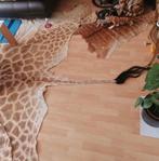 Giraf Balg - Giraffa Camelopardalis - 430 cm - 300 cm - 1 cm, Verzamelen, Dierenverzamelingen, Nieuw