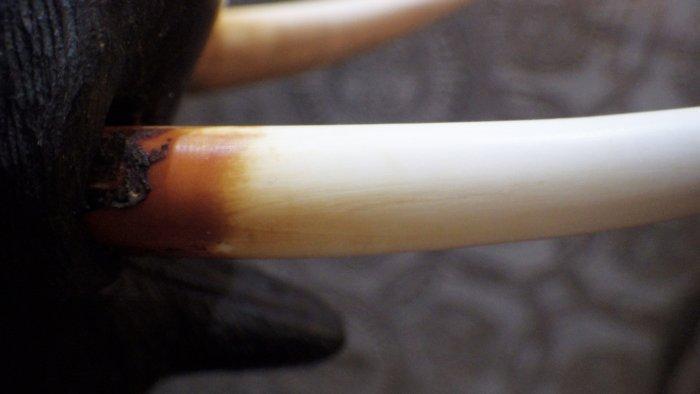 Brons - Olifant aangevallen door twee tijgers - Meiji, Antiek en Kunst, Antiek | Overige Antiek