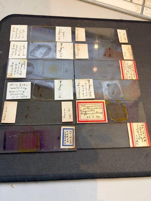 Microscope slide - biology, zoology, botany, histology,, Verzamelen, Foto-apparatuur en Filmapparatuur