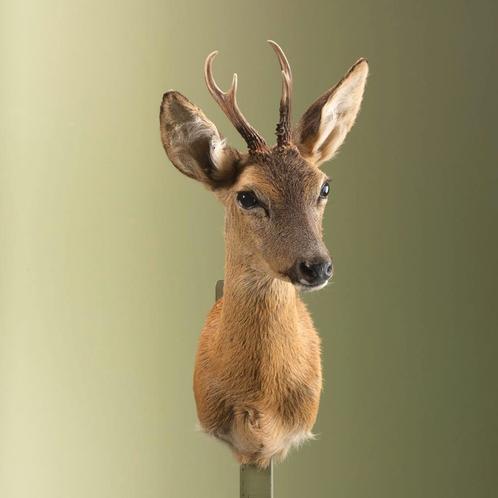 Reebok Zomervacht Taxidermie Opgezette Dieren By Max, Verzamelen, Dierenverzamelingen, Opgezet dier, Nieuw, Wild dier, Ophalen of Verzenden