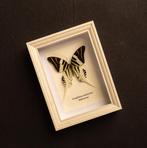 Vlinder Taxidermie volledige montage - Graphium androclas -, Verzamelen, Nieuw