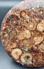 Ammoniet - Gefossiliseerde schelp - Cleoniceras sp. - 12 cm, Verzamelen