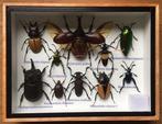 Araignées, papillons de nuit, scarabées, lucanes (etc)., Nieuw