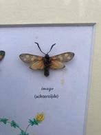 Papillon Support de corps entier pour taxidermie - Zygaena, Verzamelen, Nieuw