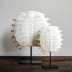 PAS DE PRIX DE RÉSERVE - Époustouflante carapace de tortue à