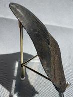 Megalodon - Fossiele tand - Carcharocles megalodon - 11.4 cm, Verzamelen, Mineralen en Fossielen