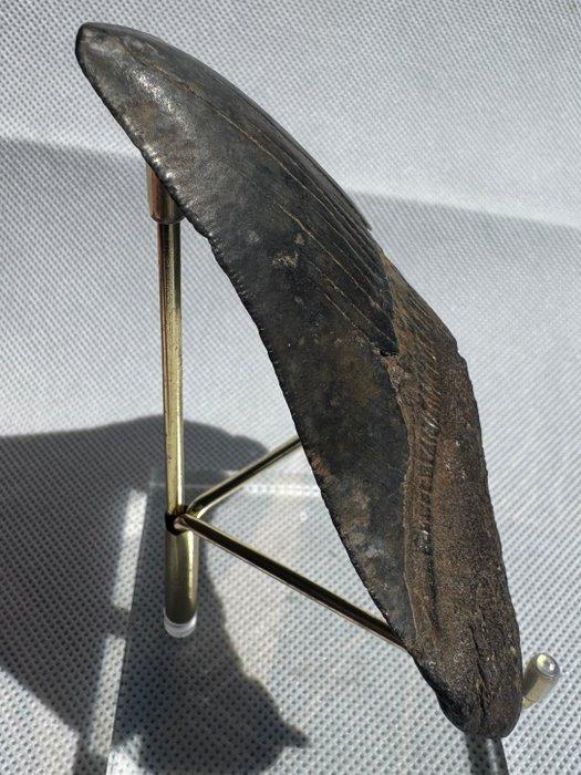 Megalodon - Fossiele tand - Carcharocles megalodon - 11.4 cm, Verzamelen, Mineralen en Fossielen