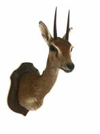 Antilope Support dépaule pour taxidermie - Ourebia ourebi -, Nieuw