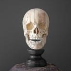 - Prachtige handgesneden schedel in tamarinde hout -