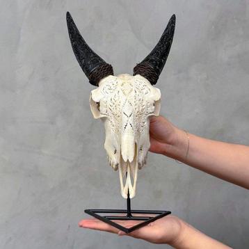 Geen minimumprijs - Handgesneden witte geitenhodesk skull