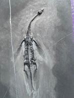 Reptile fossile: Keichousaurus -Trias - Animal fossilisé -