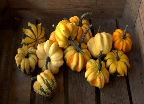 Indian Summer Siermix Kalebas 5000 zaden, Hobby en Vrije tijd, Knutselen, Nieuw