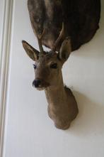 Trophée de chasse, Antiquités & Art