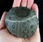 Indrukwekkende zee-egel!!! Uitzonderlijke grootte, 70 mm!!!