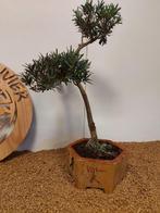 Boeddha-den bonsai (Podocarpus macrophyllus) - Hoogte