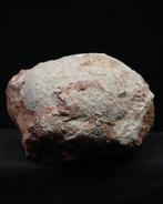 Fossiel ei - Gefossiliseerd dier - Therizinosaurus