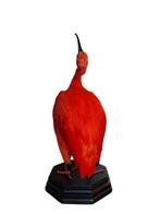 Ibis Taxidermie volledige montage - eudocimus ruber - with, Nieuw