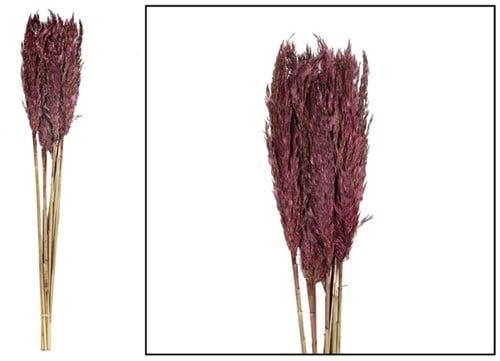 Graspluimen Plume reed long Burgundy 105 gram, Huis en Inrichting, Woonaccessoires | Kunstplanten en Kunstbloemen, Nieuw