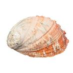 Disque dormeau Squelette - Haliotis discus - 0 cm - 0 cm -, Collections