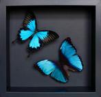 Vlinder Taxidermie volledige montage - Morpho deidamia x