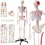 Menselijke anatomie skelet met spier- en bot markering - wit, Verzenden