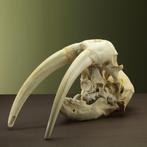 Walrus Taxidermie volledige montage - Odobenus rosmarus - 0, Nieuw