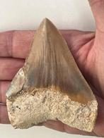 Dent de Megalodon 9,0 cm - Dent fossile - Carcharocles