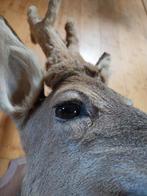 Ree Taxidermie volledige montage - Capreolus capreolus - 59, Nieuw