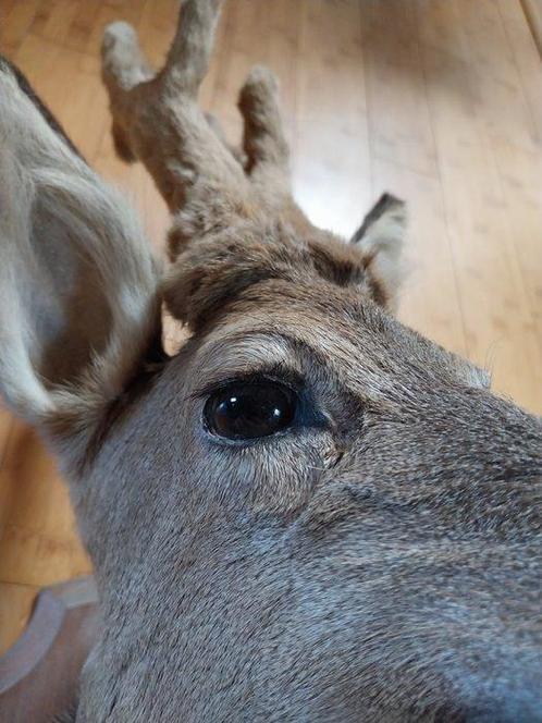 Ree Taxidermie volledige montage - Capreolus capreolus - 59, Verzamelen, Dierenverzamelingen