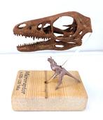 Museumkwaliteit replica - Fossiele schedel - Microraptor gui, Verzamelen