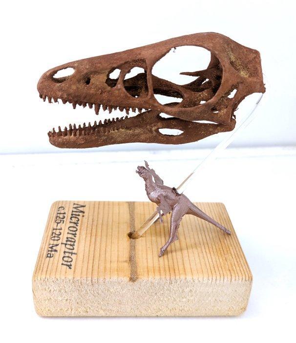 Museumkwaliteit replica - Fossiele schedel - Microraptor gui, Verzamelen, Mineralen en Fossielen