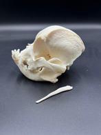 Chien domestique Crâne - Franse bulldog - 0 cm - 0 cm - 0 cm, Nieuw