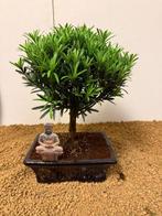 Bonsaï Pin des Bouddhistes (Podocarpus macrophyllus) -