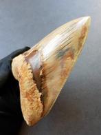 Megalodon - Fossiele tand - 143 mm - 107 mm, Verzamelen, Mineralen en Fossielen