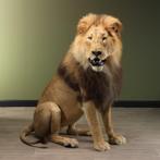Leeuw Taxidermie Opgezette Dieren By Max, Ophalen of Verzenden, Nieuw, Wild dier, Opgezet dier