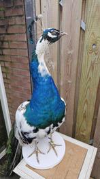 Bonte pauw Taxidermie volledige montage - Pavo cristatus -, Nieuw