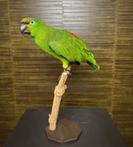 Amazone Papegaai Taxidermie Opgezette Dieren By Max