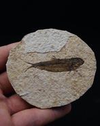 Vis - Gefossiliseerd dier - Knightia (Zonder Minimumprijs)