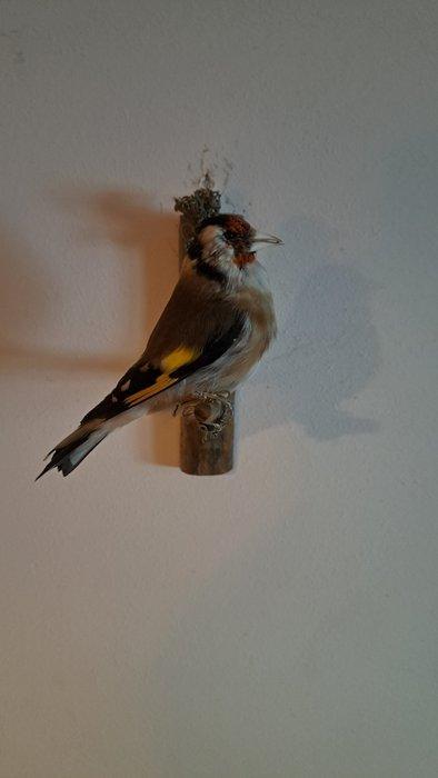 Stieglitz Taxidermie volledige montage - Stieglitz, Collections, Collections Animaux