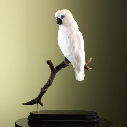 Blauwoogkaketoe Taxidermie Opgezette Dieren By Max, Verzamelen, Dierenverzamelingen, Opgezet dier, Nieuw, Vogel, Ophalen of Verzenden
