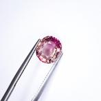 Zonder Minimumprijs Roze Toermalijn - 3.00 ct -, Nieuw
