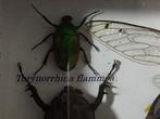 schorpioenen, cicaden, kevers (enz.) Taxidermie volledige
