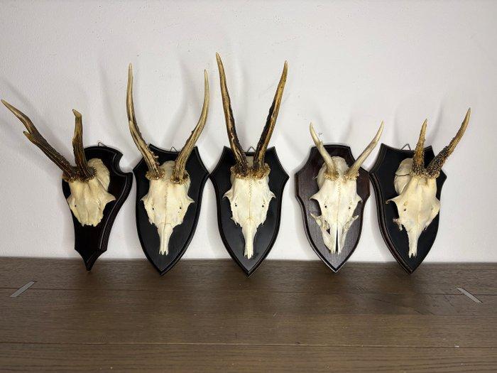 Reebok Schedel van een zoogdier - Capreolus capreolus - 20, Antiquités & Art, Curiosités & Brocante