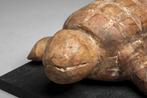 Tortue - Aklama - Ada - Ghana