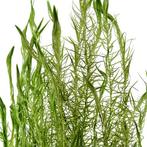 Mayaca fluviatilis - In Vitro, Dieren en Toebehoren, Verzenden, Nieuw