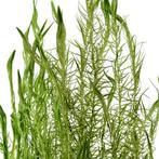 Mayaca fluviatilis - In Vitro, Dieren en Toebehoren, Nieuw, Verzenden