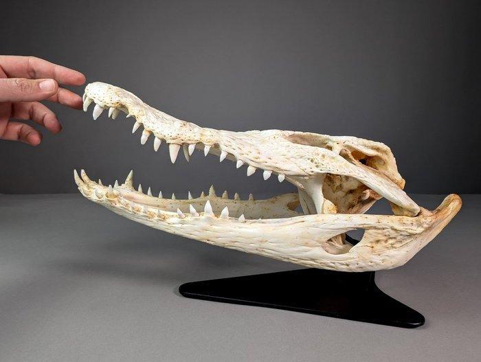 Siamese krokodil (ALLEEN EU-kopers) Schedel - Crocodylus, Verzamelen, Dierenverzamelingen