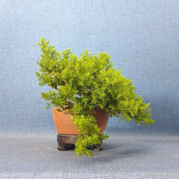 Jeneverbes bonsai (Juniperus) - Hoogte (boom): 13 cm -, Antiquités & Art, Curiosités & Brocante