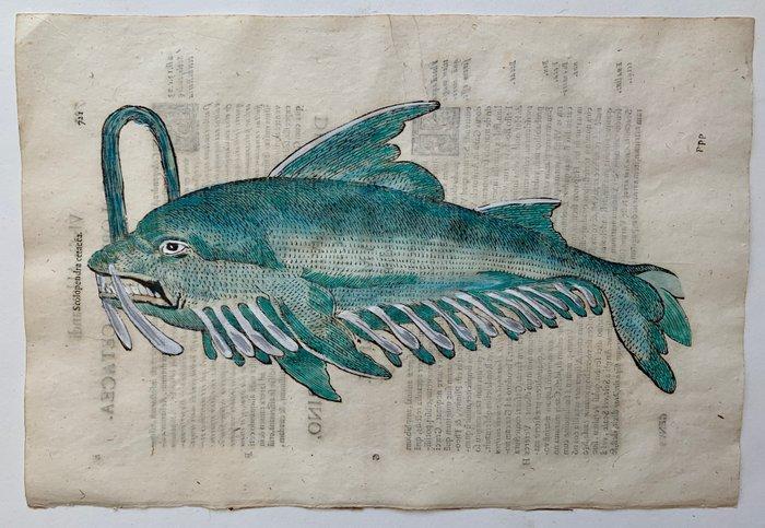 Ulisse Aldrovandi - Scolopenda cetacea - 1638, Antiek en Kunst, Antiek | Boeken en Manuscripten
